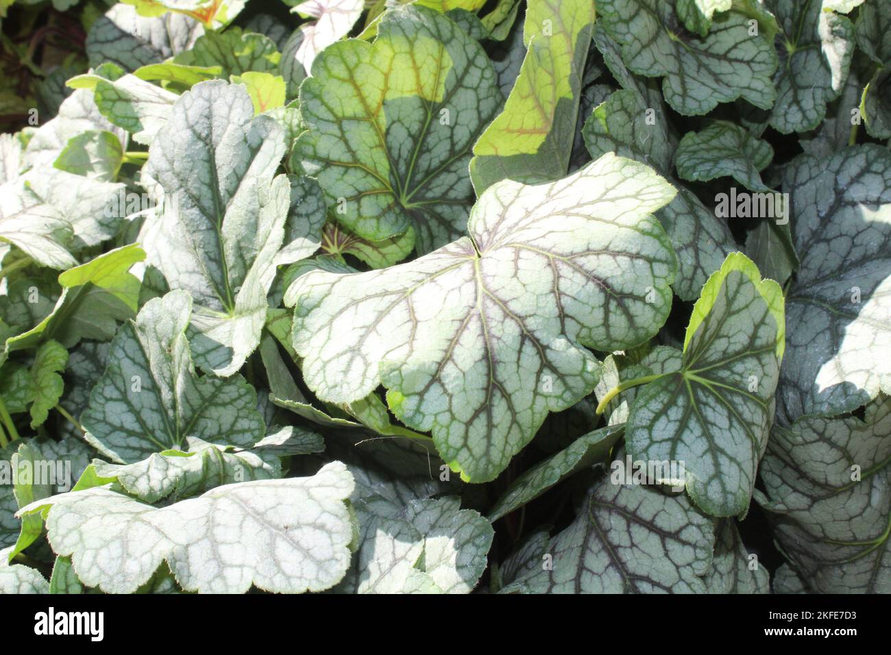 alumroot in the autumn in the garden Stock Photo