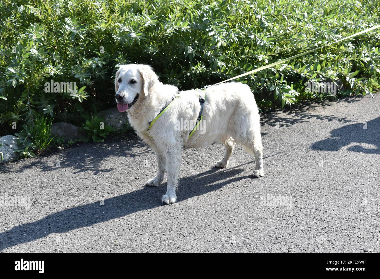 A fluffy Kuvazs white dog in a harness being walked on the street on a sunny day Stock Photo
