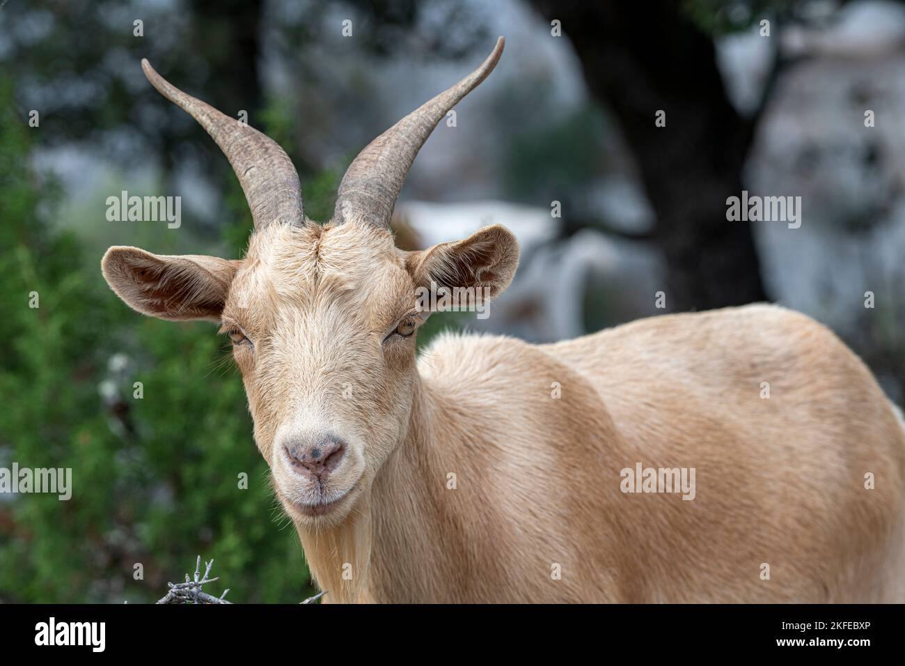 Isolated Brown Goat portrait looking at the camera Stock Photo