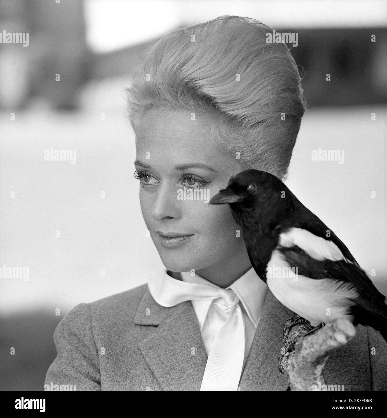 Tippi Hedren. American actress, born january 19 1930. She was discovered by film director Alfred Hitchcock and achieved great praise for her work in the suspense-thriller The Birds 1963. Pictured when visiting Sweden to promote the film. Stock Photo