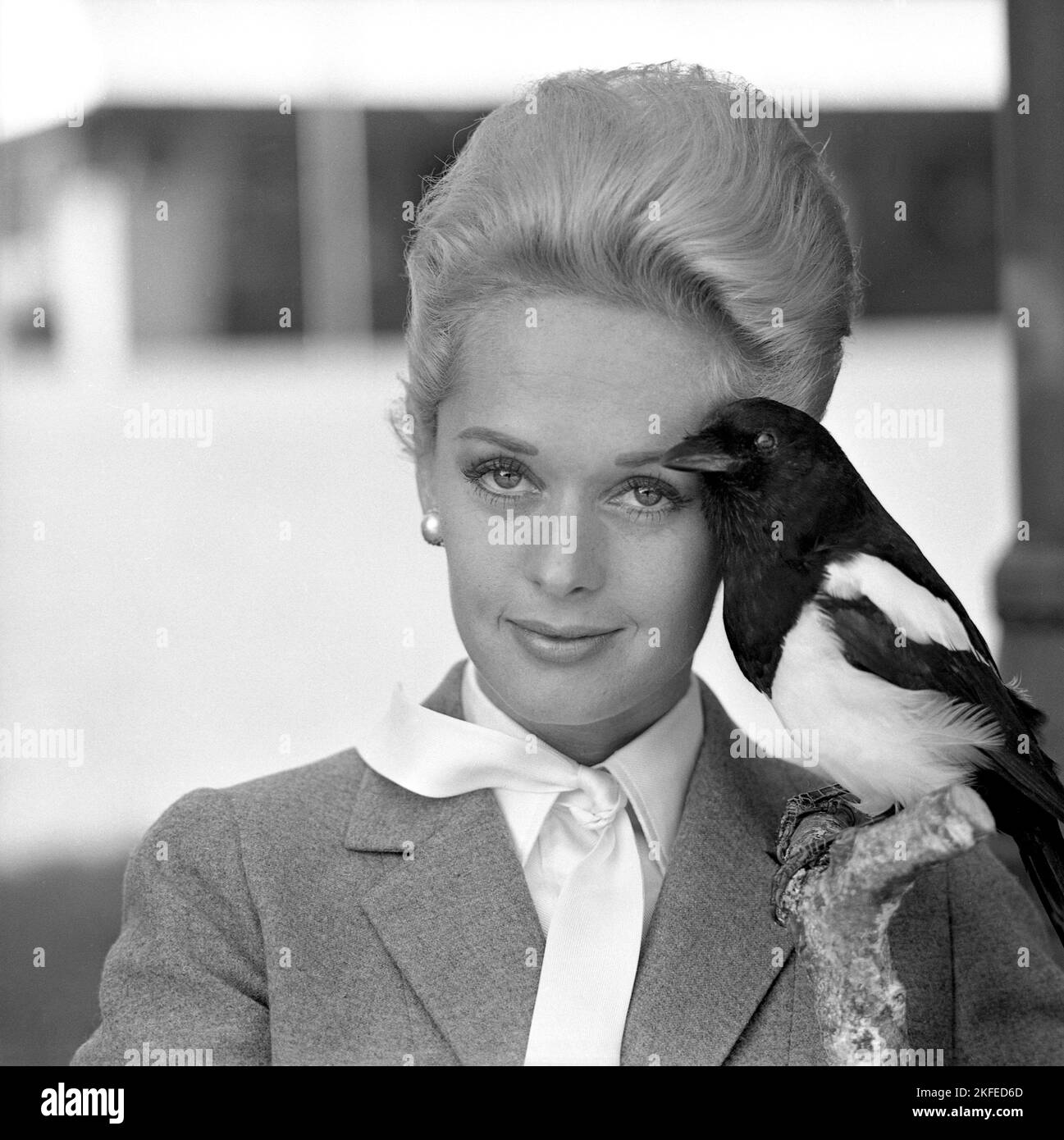 Tippi Hedren. American actress, born january 19 1930. She was discovered by film director Alfred Hitchcock and achieved great praise for her work in the suspense-thriller The Birds 1963. Pictured when visiting Sweden to promote the film. Stock Photo