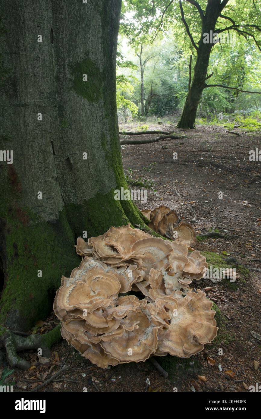 Giant Polypore: Meripulus  giganteus. On Beech tree. Surrey, UK Stock Photo