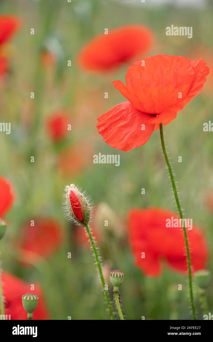 Common Poppy: Papaver rhoeas, Surrey, UK Stock Photo - Alamy