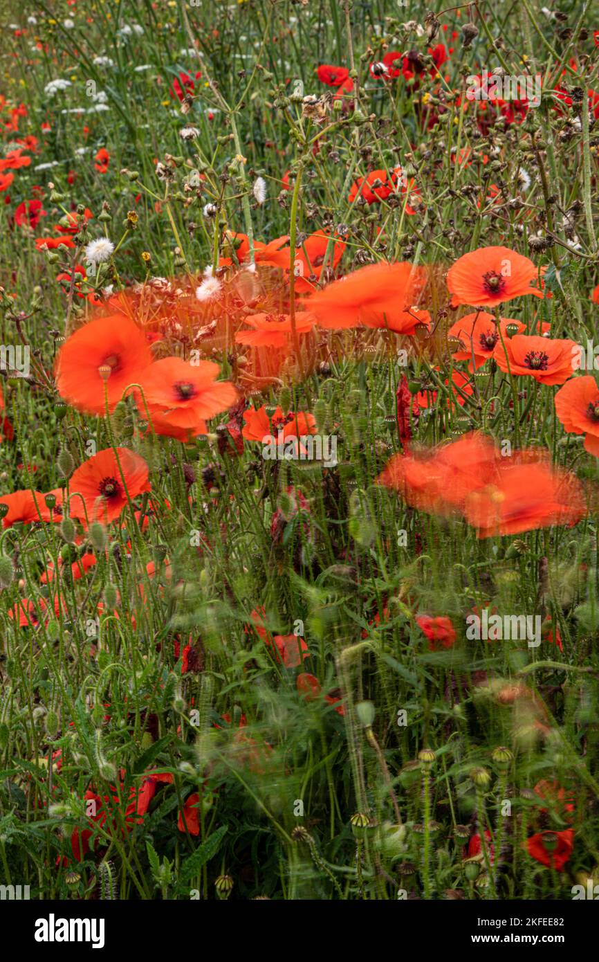 Common Poppy: Papaver rhoeas, Surrey, UK Stock Photo - Alamy