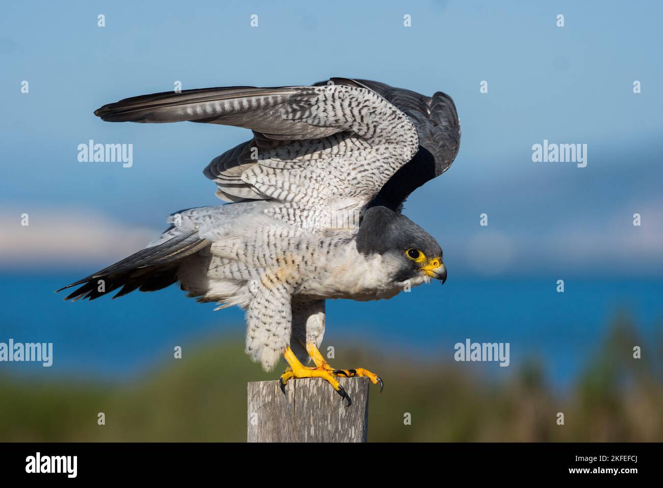A closeup of a perched Shaheen falcon, Falco peregrinus peregrinator opening its arms to fly Stock Photo