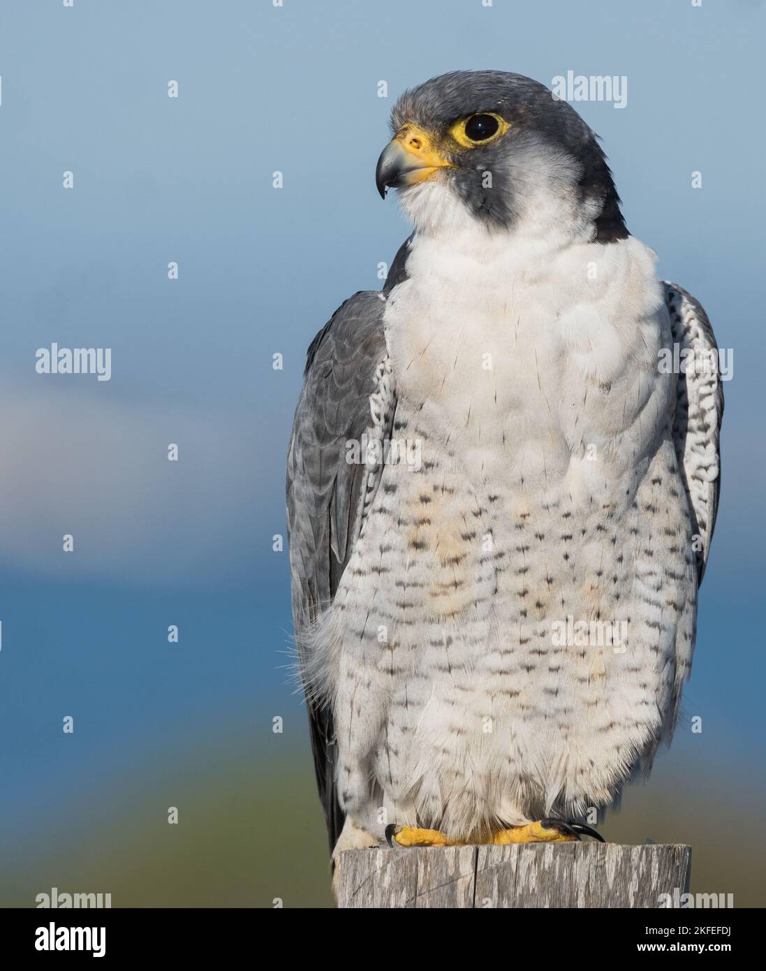 A vertical closeup of a Shaheen falcon, Falco peregrinus peregrinator portrait perched on a wood Stock Photo