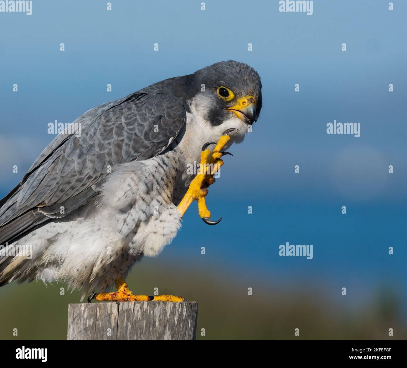 A closeup of a Shaheen falcon, Falco peregrinus peregrinator perched on a wood with one leg Stock Photo