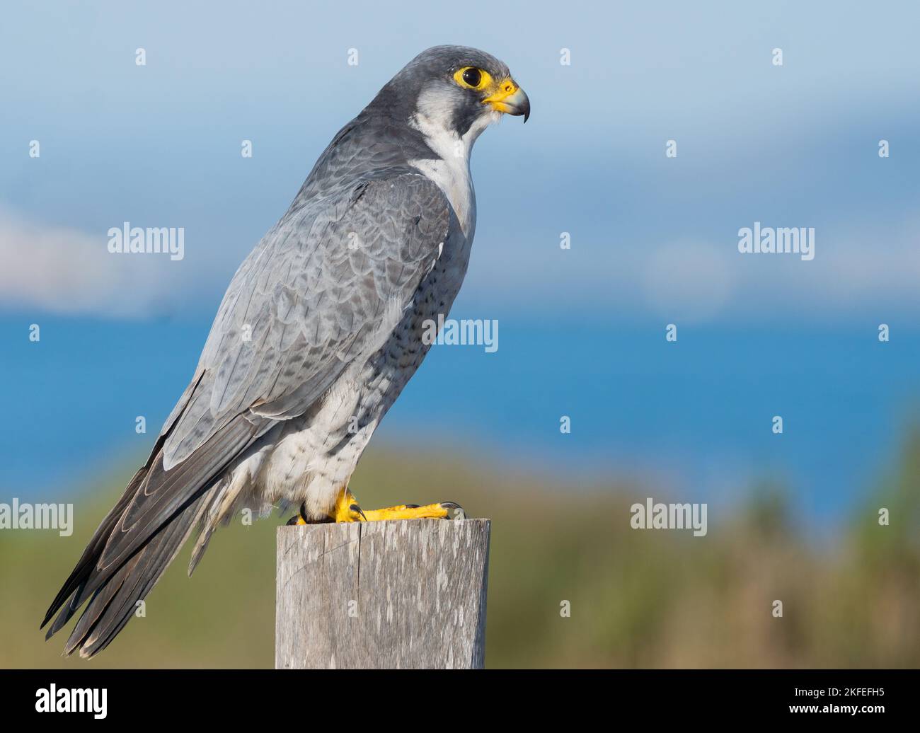 A closeup of a Shaheen falcon, Falco peregrinus peregrinator side profile perched on a wood Stock Photo