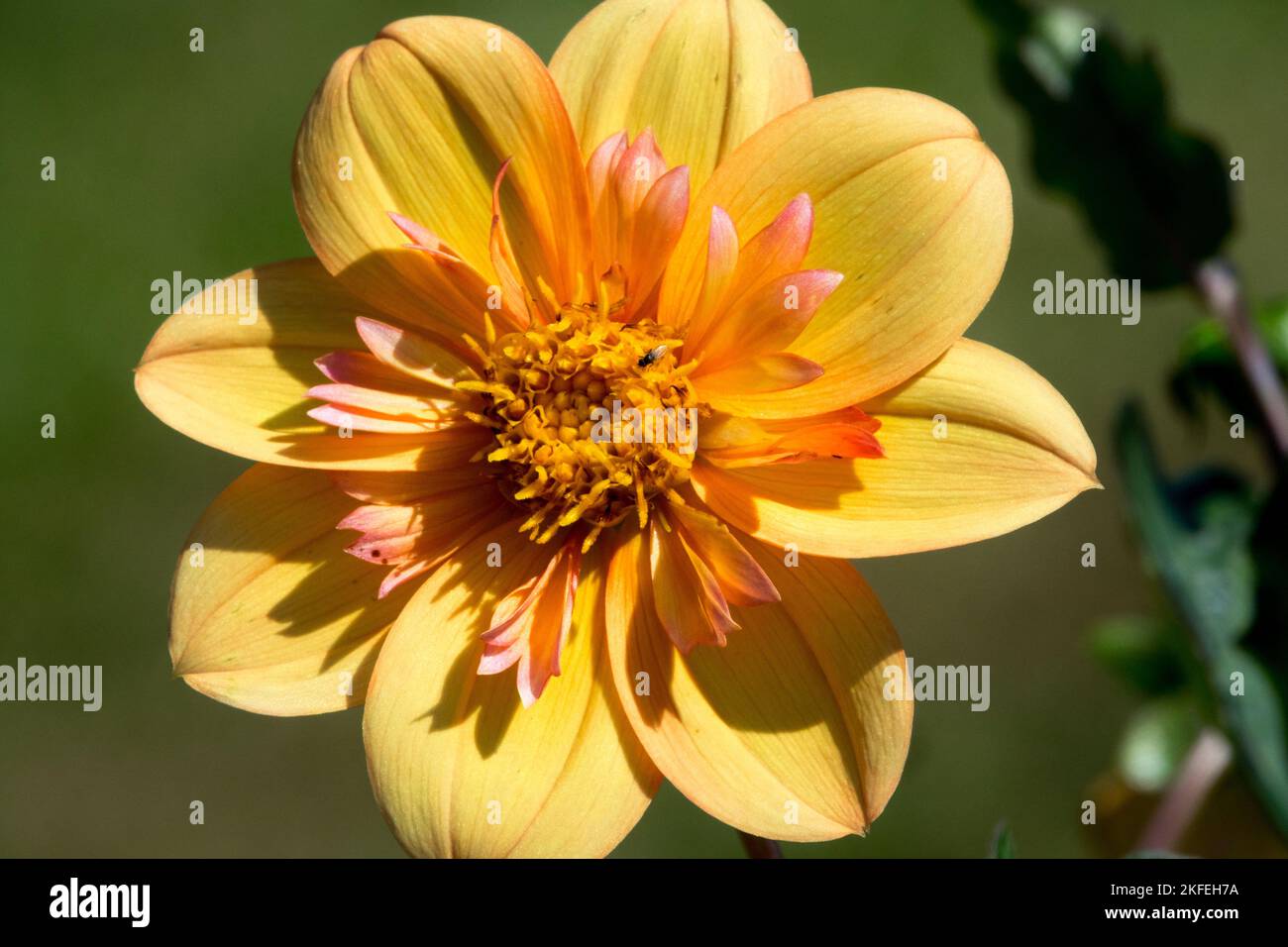 Collarette Dahlia, Flower, Dahlia 'Kelsey Annie Joy', Orange, Bloom Stock Photo