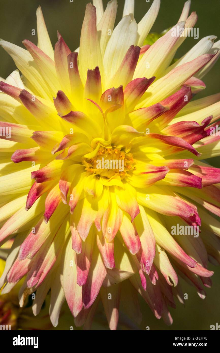 Dahlia 'Bridgeview Aloha', Yellow, Orange, Dahlia, Flower, Blooming, Plant, Herbaceous, Bloom Stock Photo