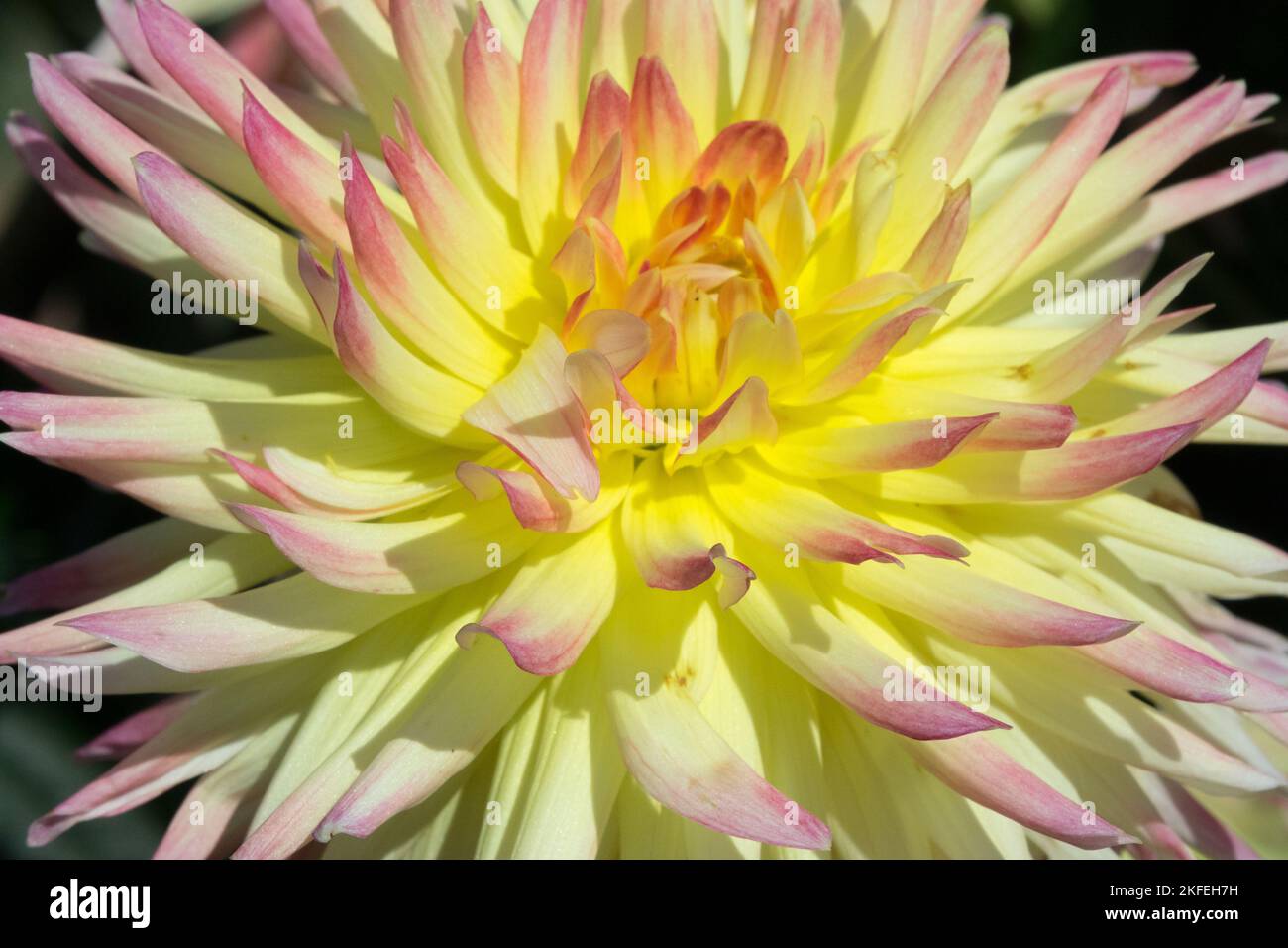 Dahlia 'Bridgeview Aloha', Yellow, Orange, Dahlia, Flower, Blooming, Plant, Herbaceous, Bloom Stock Photo