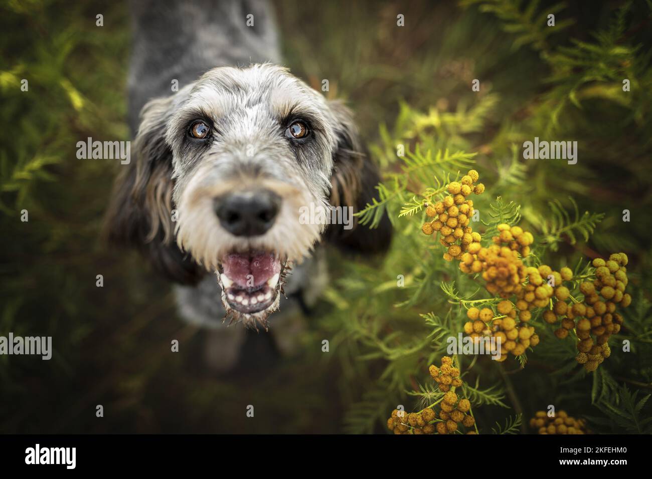 Griffon Nivernais Portrait Stock Photo