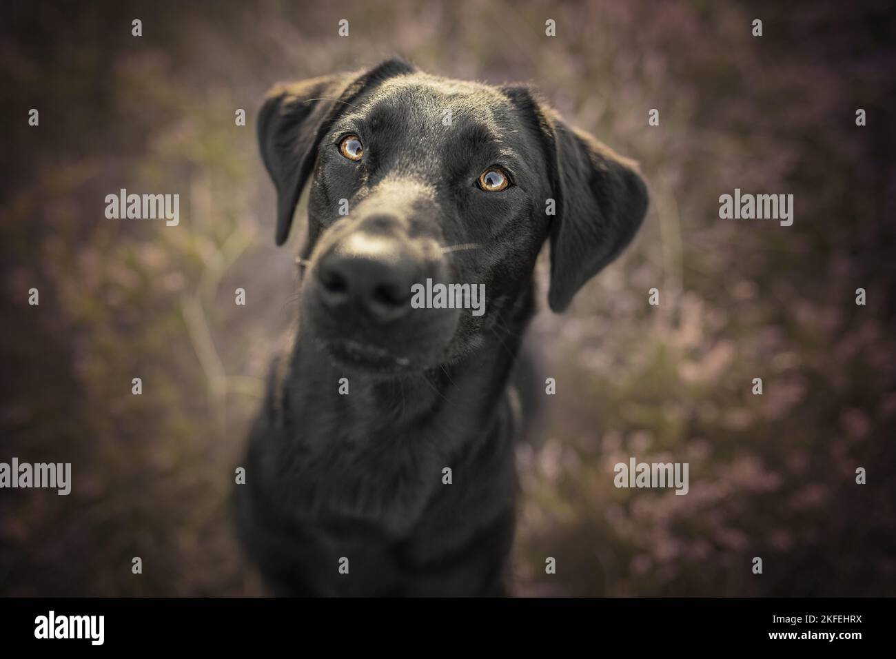 black Labrador Stock Photo