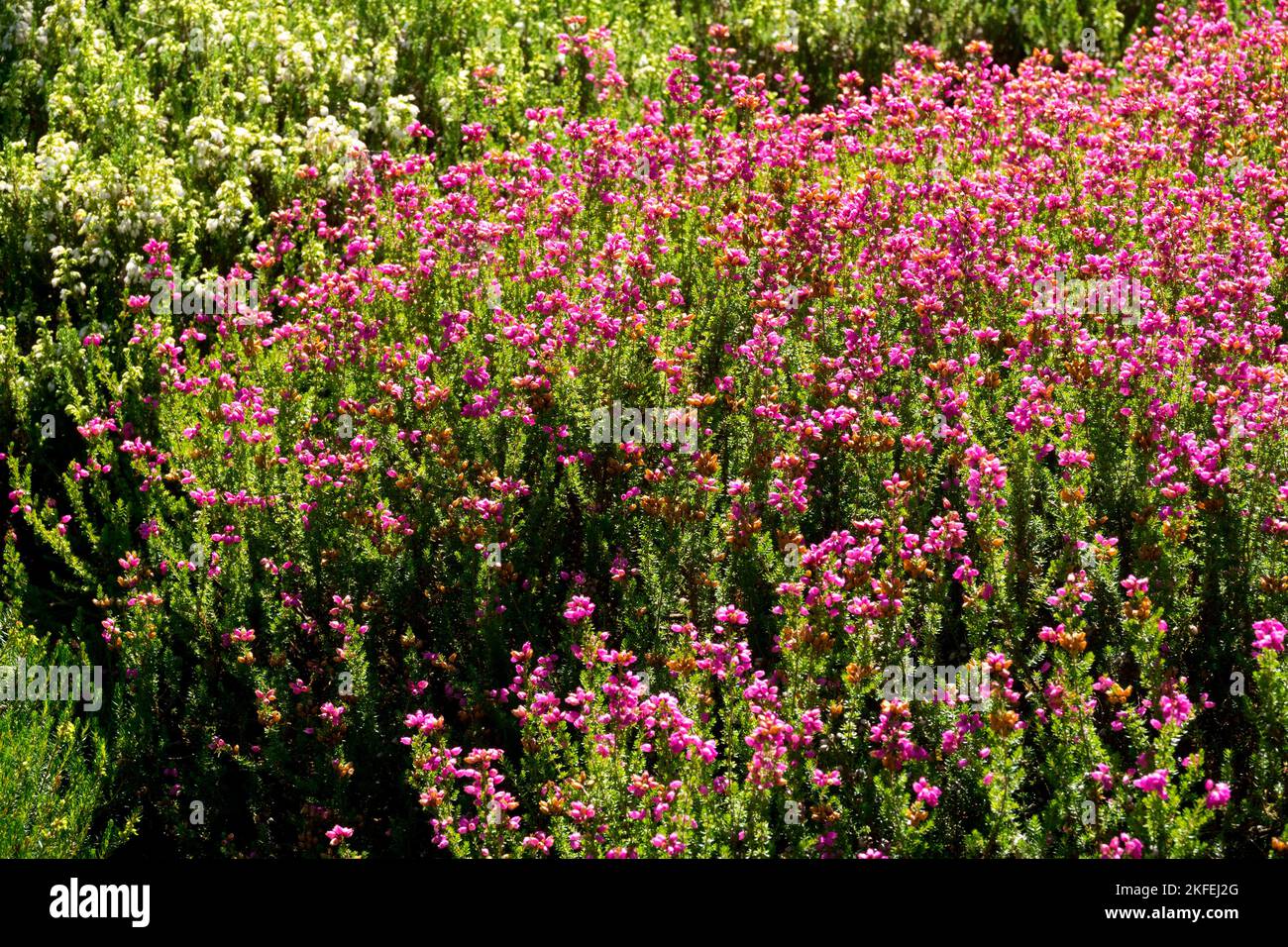 Erica cinerea, Bell Heather, Pink, Rose, Flowers, Evergreen, Perennial, Heather Stock Photo