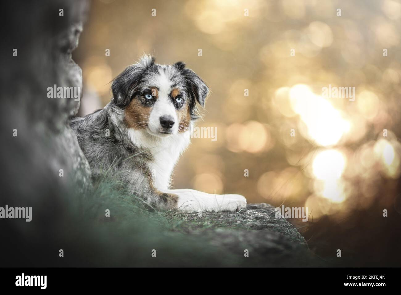 Miniature Australian Shepherd Stock Photo