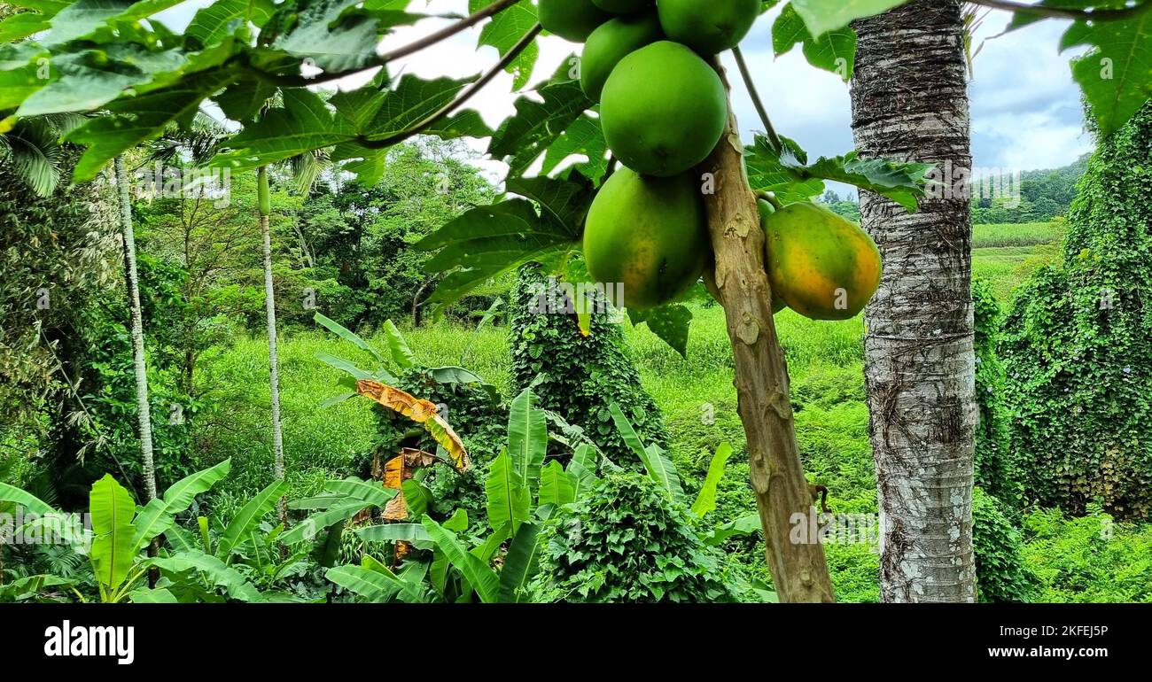 North Queensland Australia tropical fruit Stock Photo Alamy