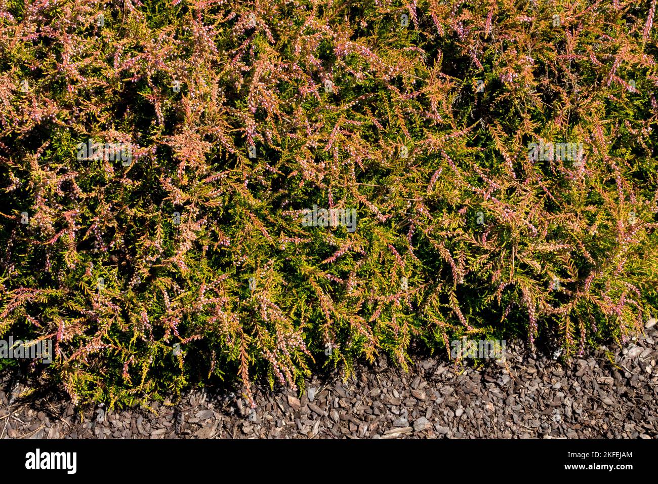Calluna vulgaris Amia, Common Heather, Cover, Plant, Covering, Ground, Calluna, Ling, Scotch Heather Stock Photo