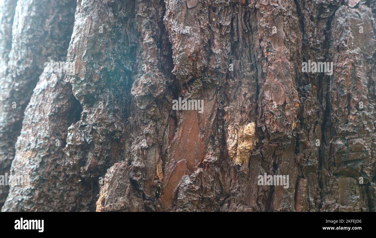 pine bark texture as background Stock Photo - Alamy