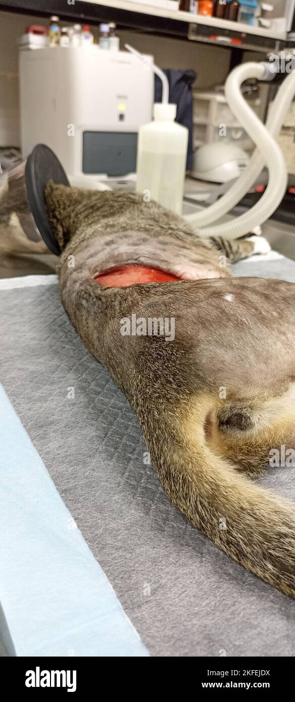 Picture of a cat undergoing a surgical wound Stock Photo Alamy