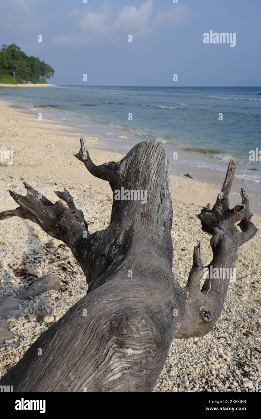 Driftwood, Laxmanpur Beach, Neil Island, Shaheed Dweep, Andaman and Nicobar Islands, Union Territory, UT, India Stock Photo