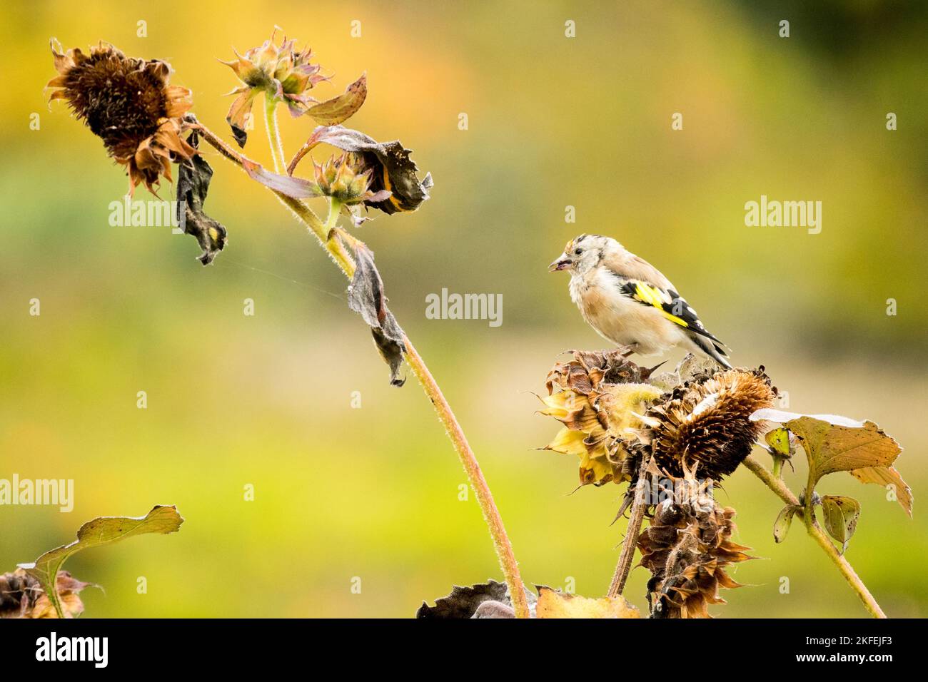 Bird sunflower head eating seeds Stock Photo Alamy