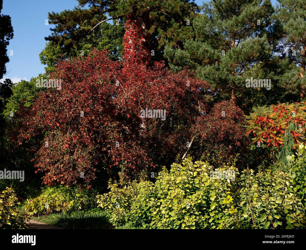 Euonymus europaeus red cascade seen as a small tree in the garden with red autumn leaves. Stock Photo