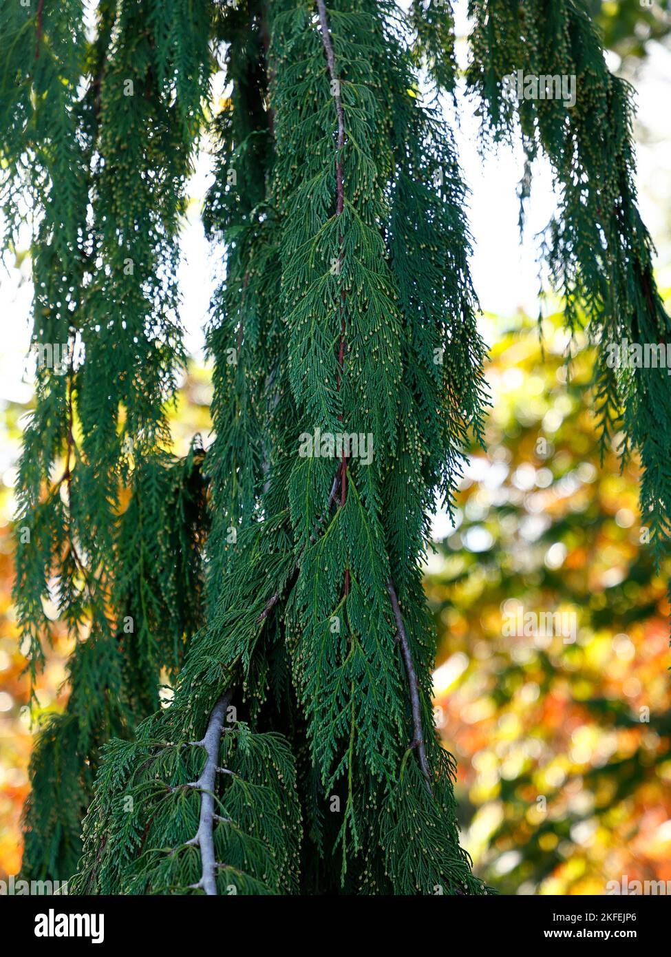 Close up of the evergreen conifer with pendulous branches chamaecyparis nootkatensis green arrow. Stock Photo