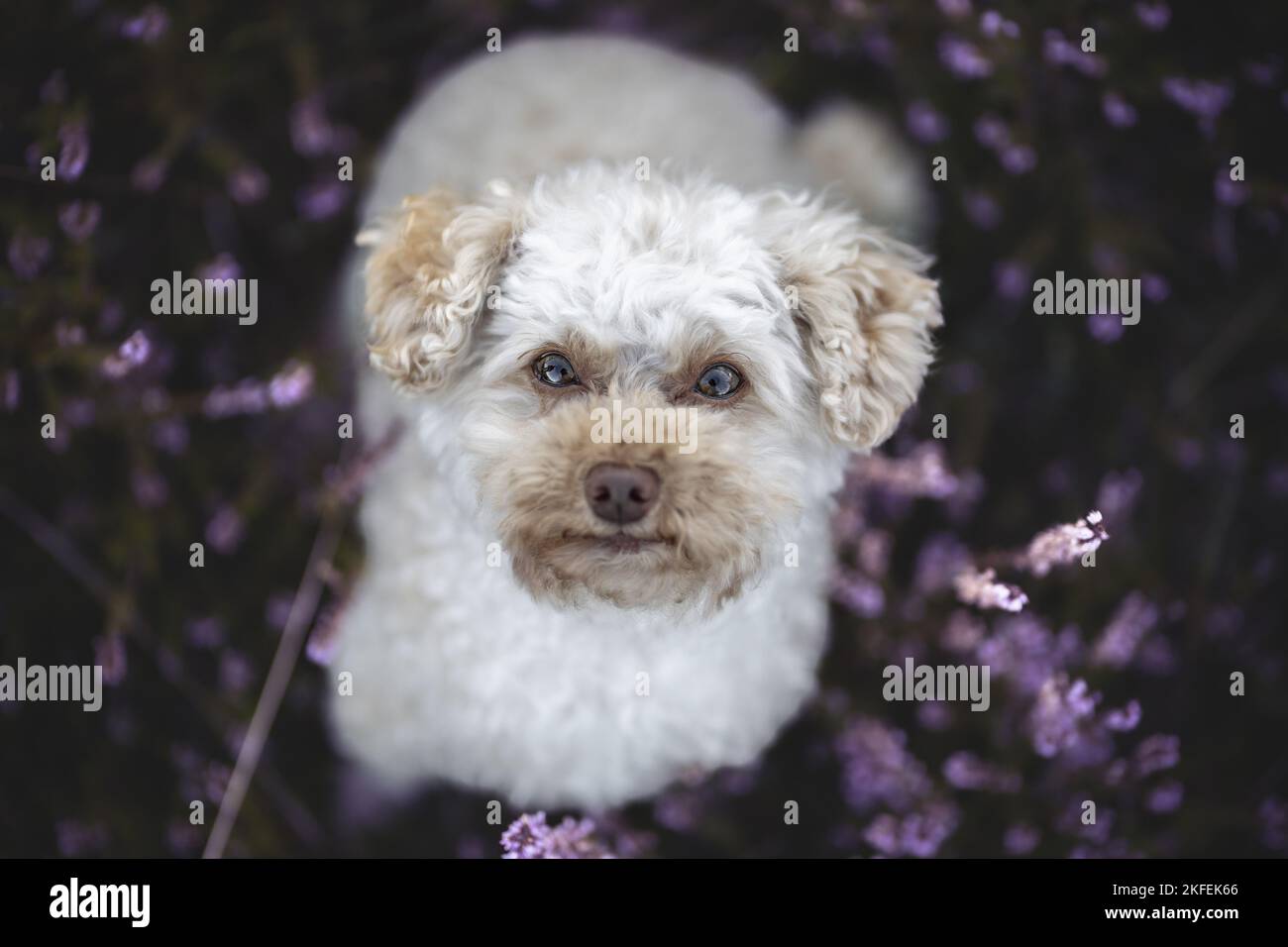 Toy Poodle Stock Photo