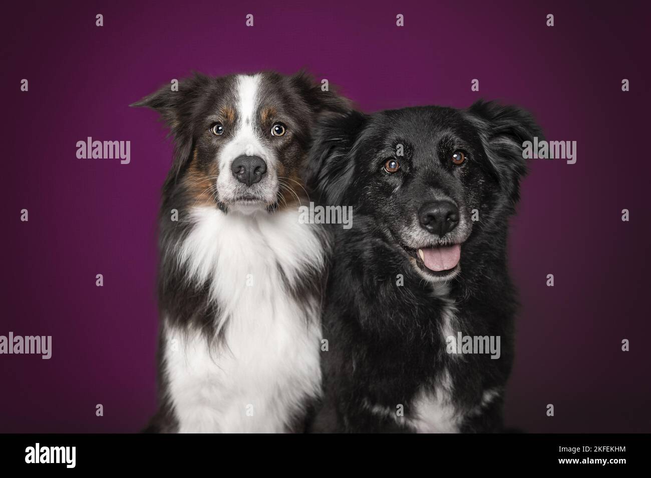 two Border Collies Stock Photo Alamy