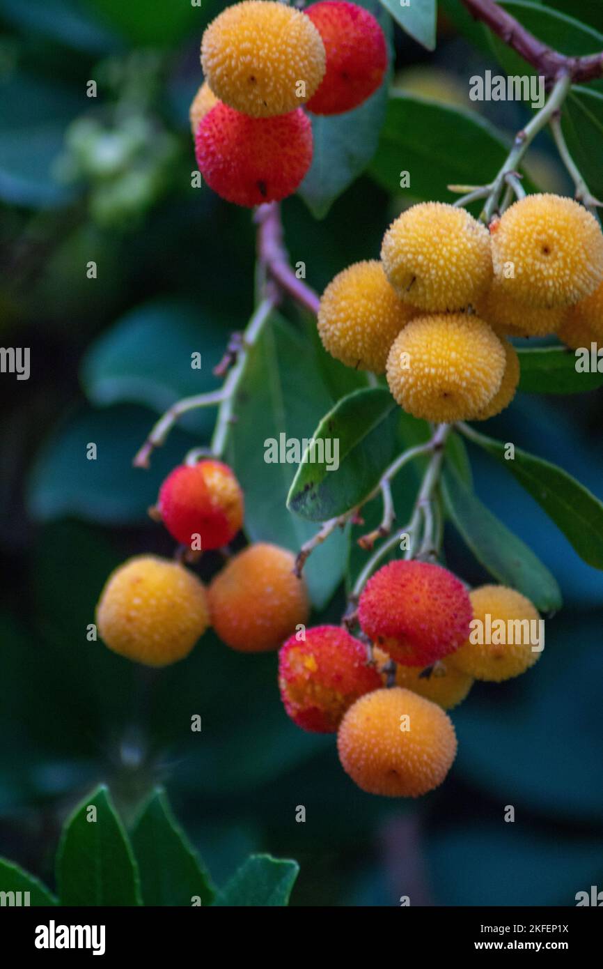 Fruit of the strawberry tree in autumn in Madrid. Stock Photo