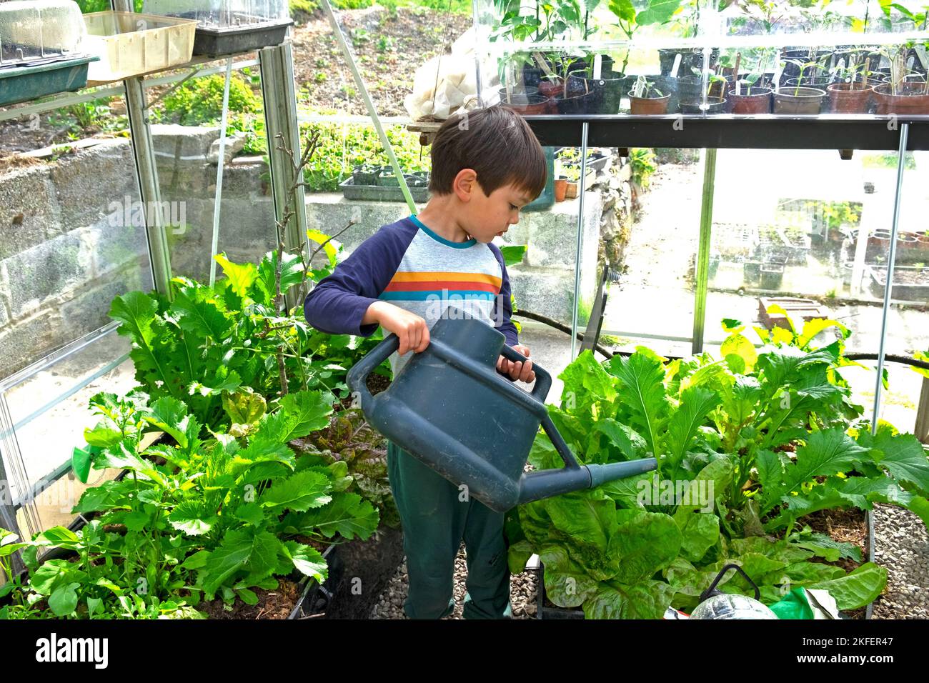 Boy child watering cans pouring water on lettuce plants and green salad leaves inside greenhouse in spring garden Wales UK Britain   KATHY DEWITT Stock Photo