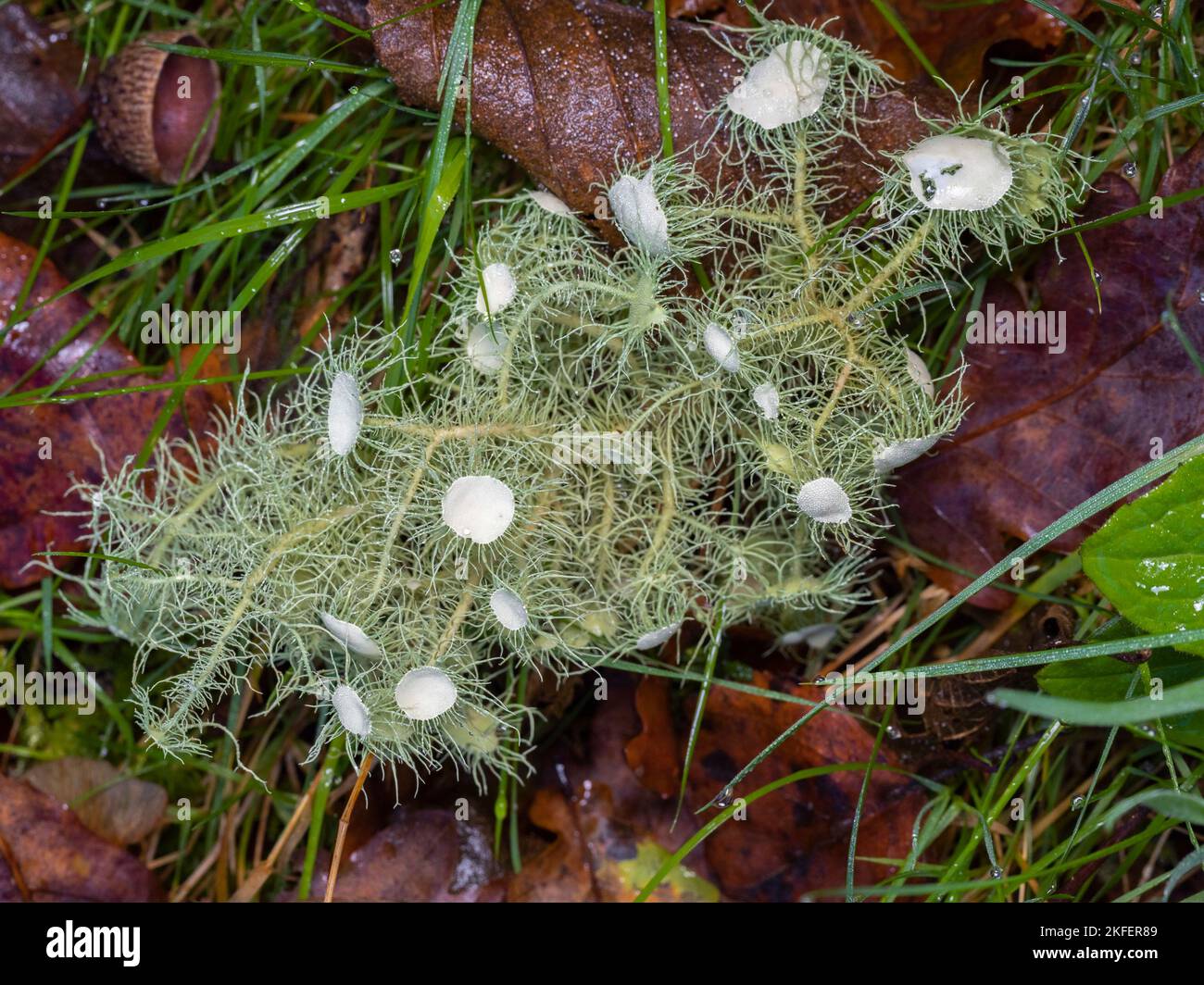 usnea florida lichen in the woods with blurred background Stock Photo