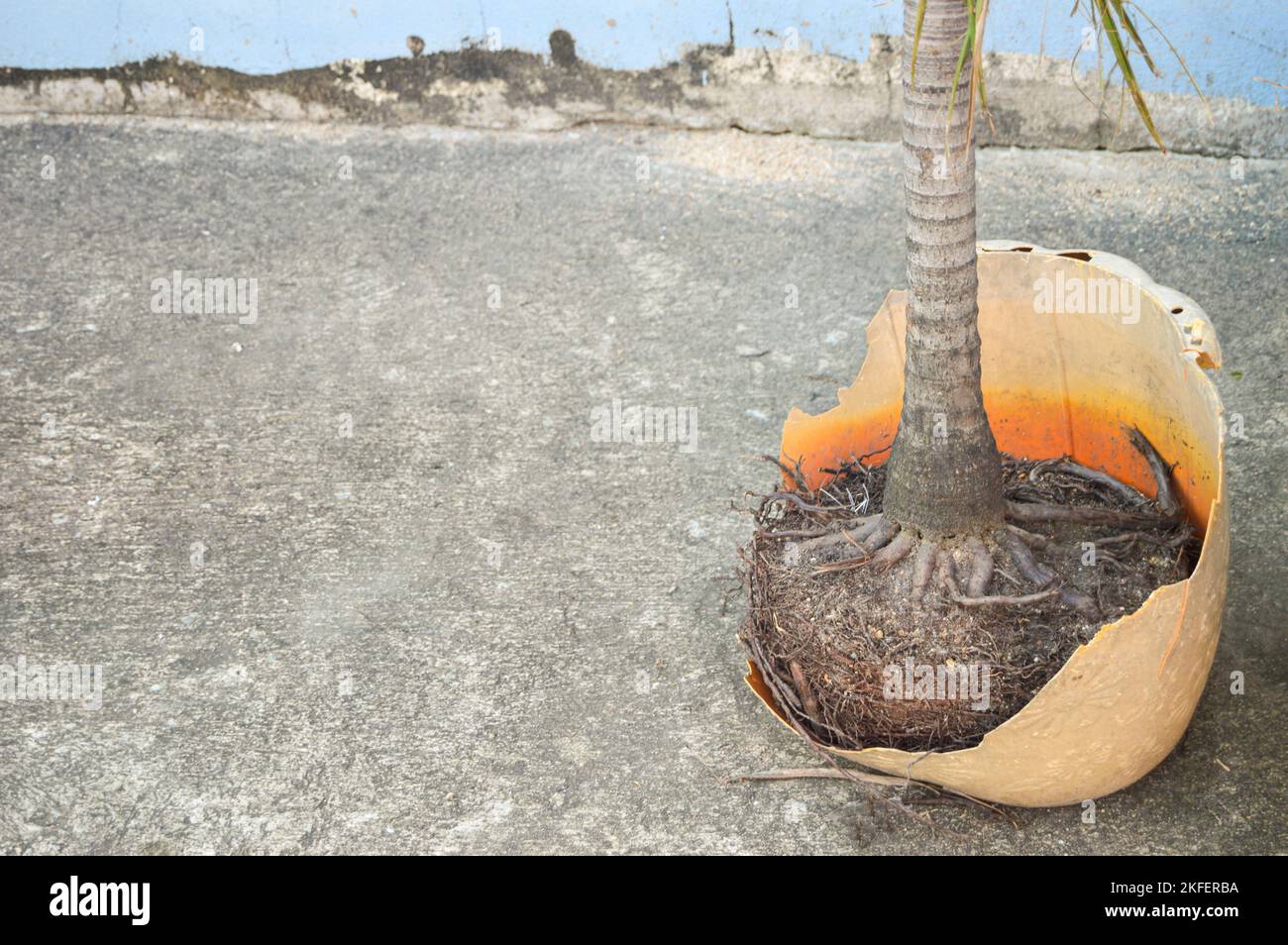 Are Lemon Tree Roots Poisonous To Dogs