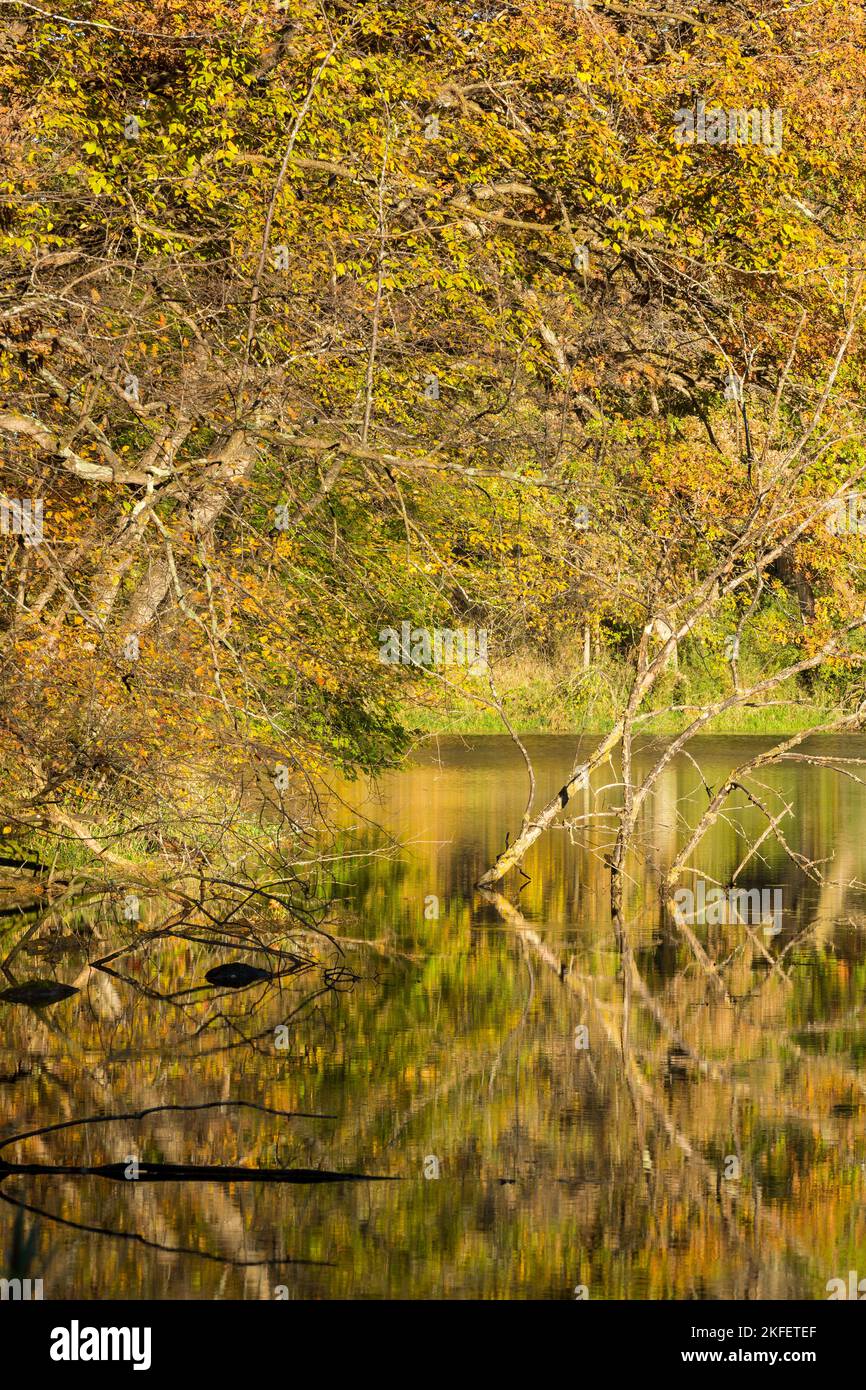 Reflective trees autumn hi-res stock photography and images - Alamy