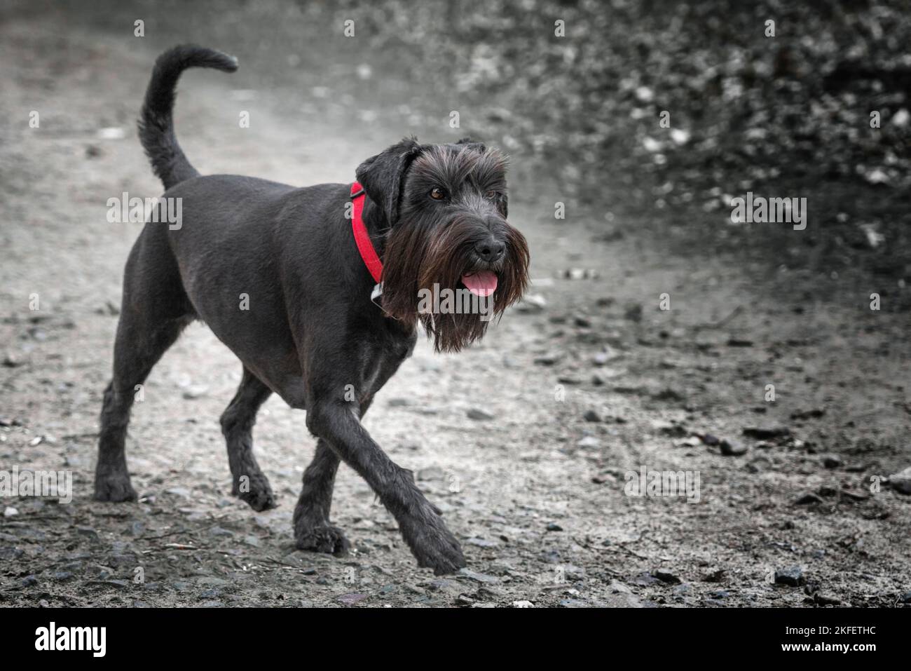 Large Black Schnauzer walking with a red collar in an otherwise black