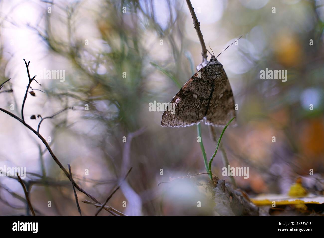 Beautiful brocade moth or Lacanobia contigua in the autumn forest Stock Photo