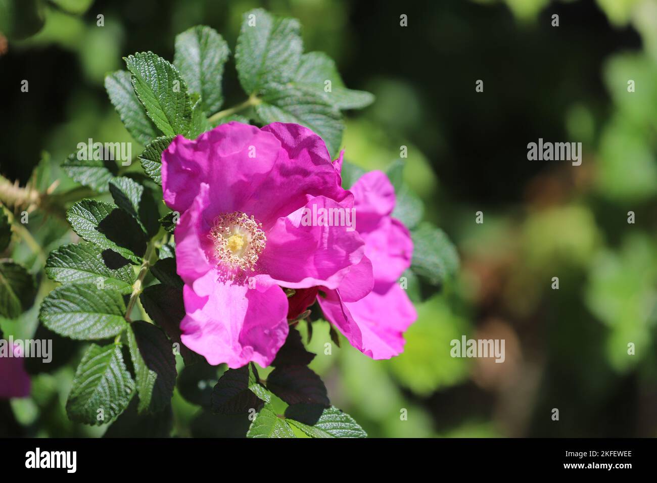 Insel Stillleben Stock Photo