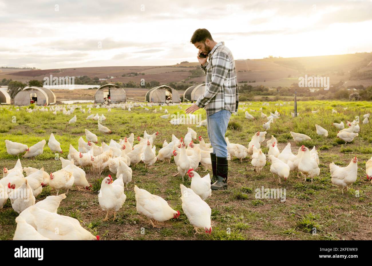Farm, chickens and phone call with an agriculture man farmer at work on a field for sustainability. Grass, mobile and chicken farming with a male Stock Photo