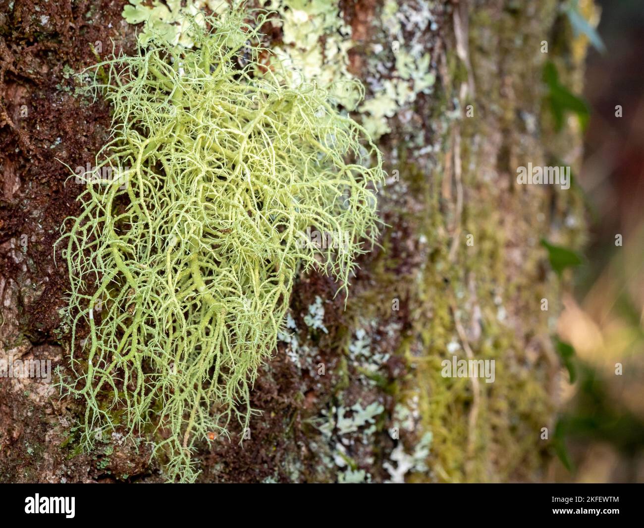 usnea barbata lichen on a trunk in the woods with blurred background Stock Photo