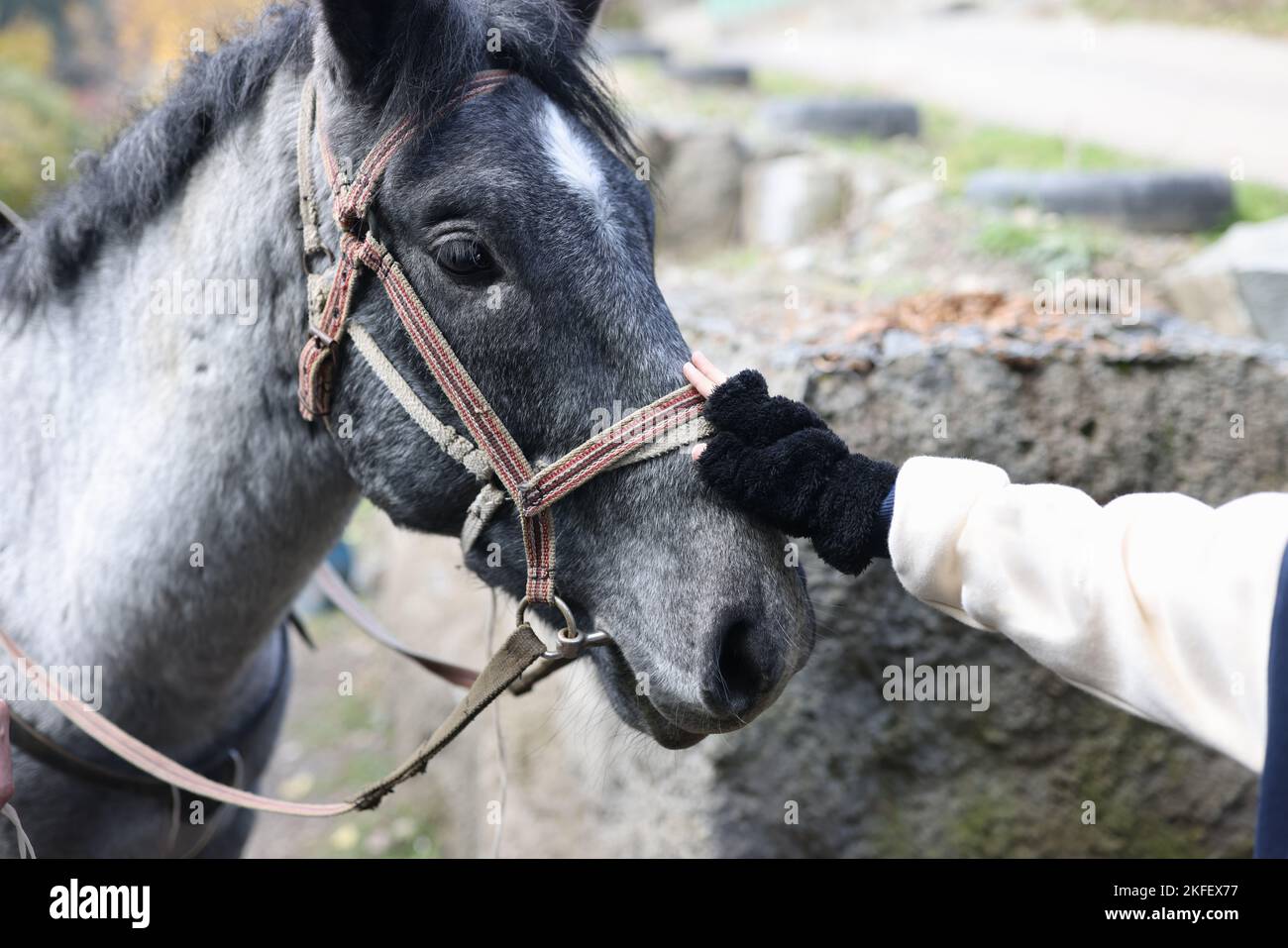 Woman hand touching gray horse head close up Stock Photo
