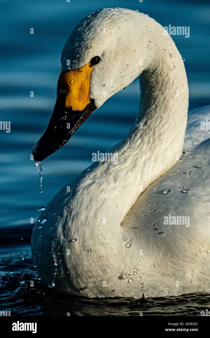 Bewick's Swans arrive at Slimbridge Wetland Centre, Gloucestershire, after a 3,500Km migration flight across Europe from nesting spots in Siberia, to spend winter in the UK. Picture date: Friday November 18, 2022. Stock Photo
