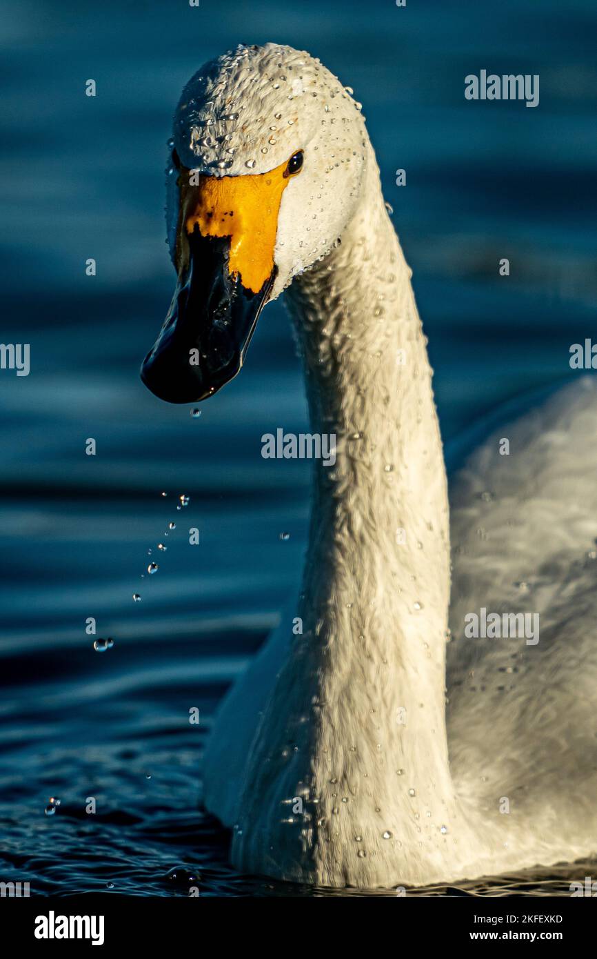 Bewick's Swans arrive at Slimbridge Wetland Centre, Gloucestershire, after a 3,500Km migration flight across Europe from nesting spots in Siberia, to spend winter in the UK. Picture date: Friday November 18, 2022. Stock Photo