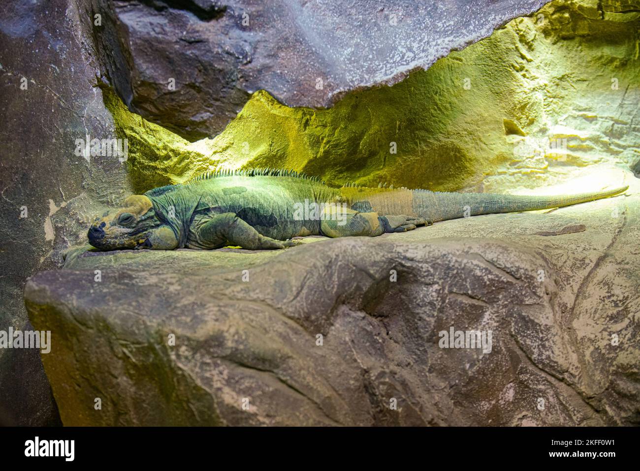 A close-up shot of a Northern caiman lizard resting on a rock Stock ...