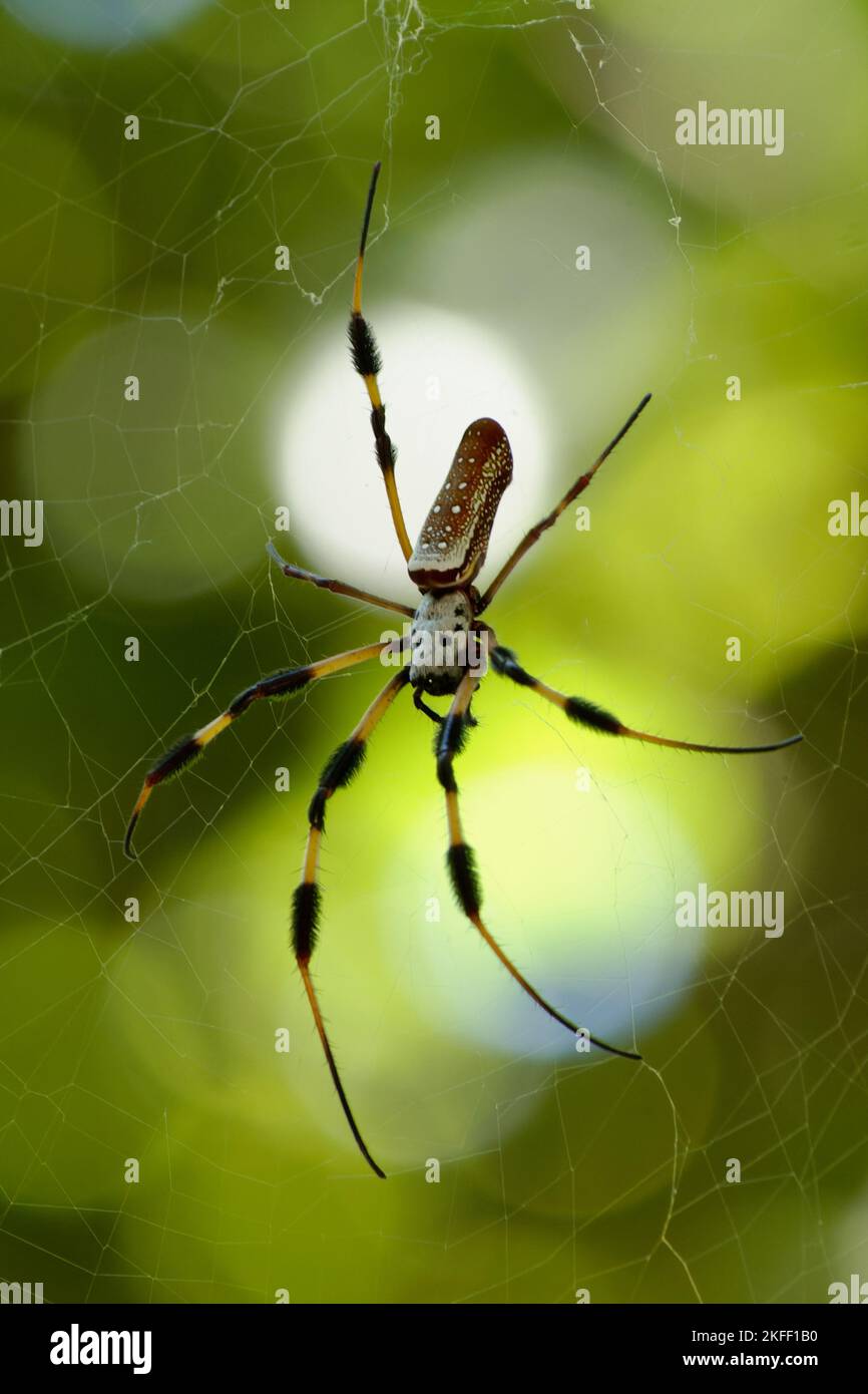 Florida Banana Spider Stock Photo Alamy