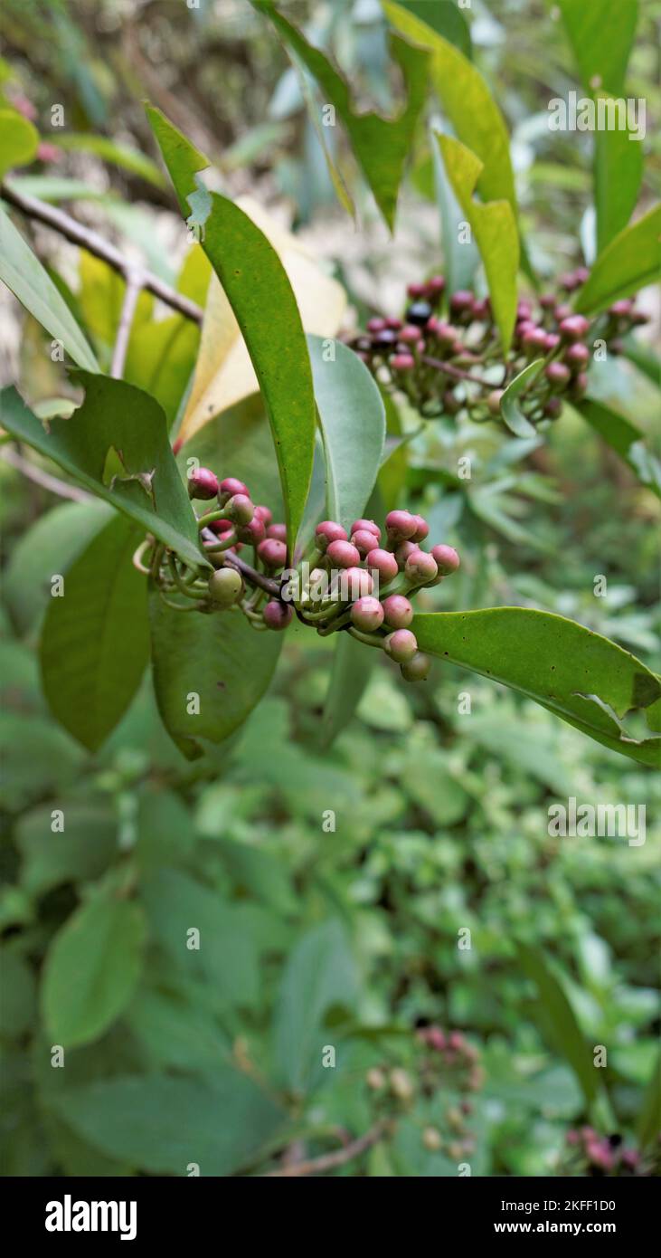Closeup of fruits from plants of Ardisia elliptica also known as Shoe button ardisia, Shoebutton, China shrub, Lampenne. Rare plant Stock Photo