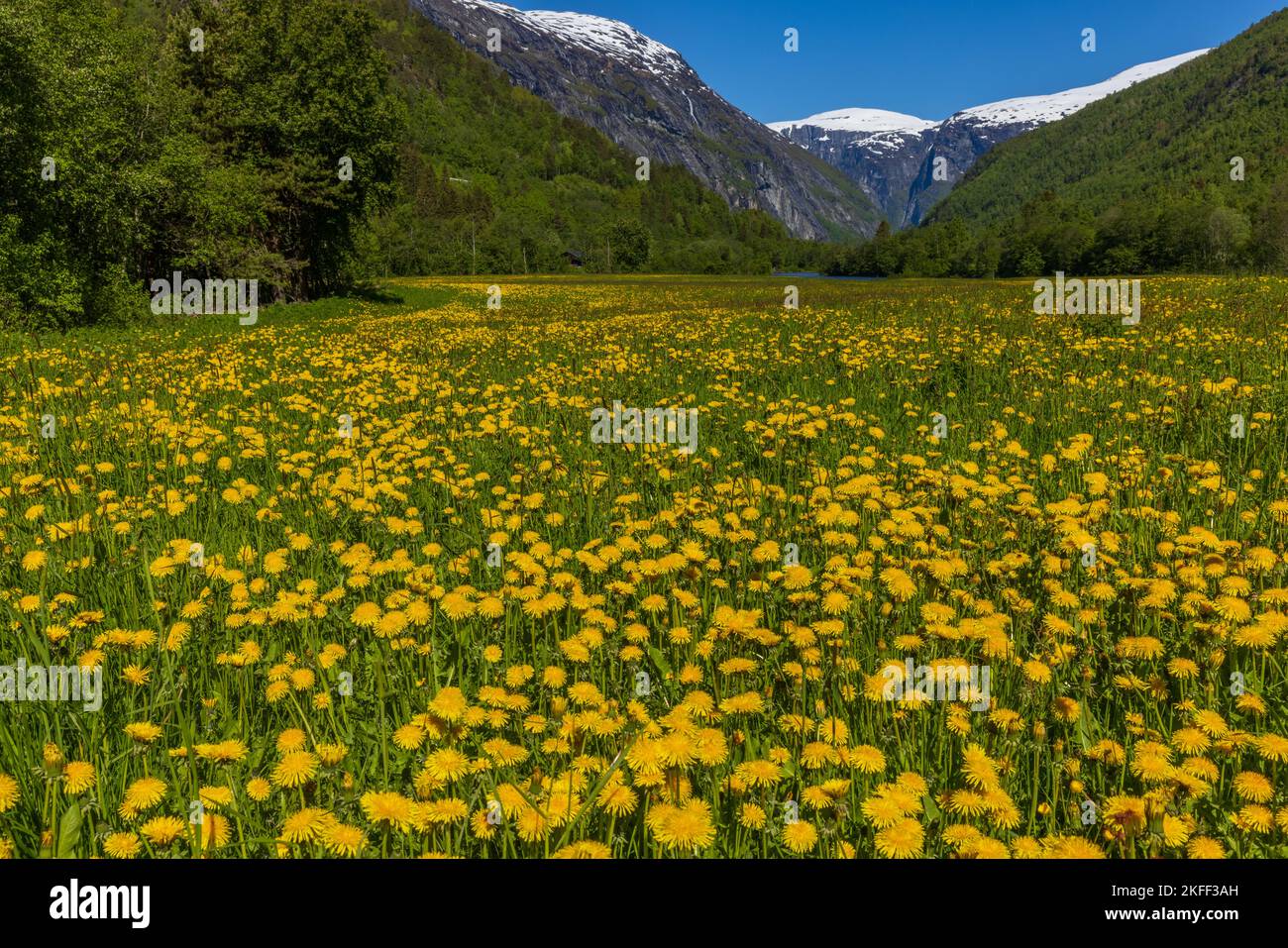 Wiese mit Löwenzahnblüten  und Bergpanorama im  Gudbrandsdalen, Norwegen Stock Photo
