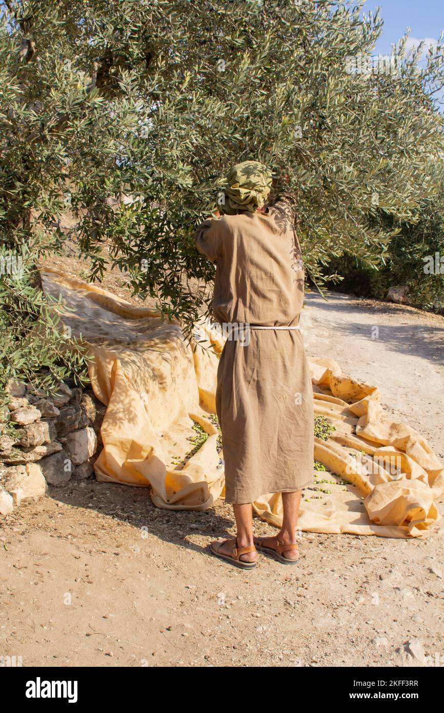 4 November 2022. A volunteer reenacting the part of a farmer harvesting olives. An ancient olive tree with a harvesting sheet and harvested olives ben Stock Photo