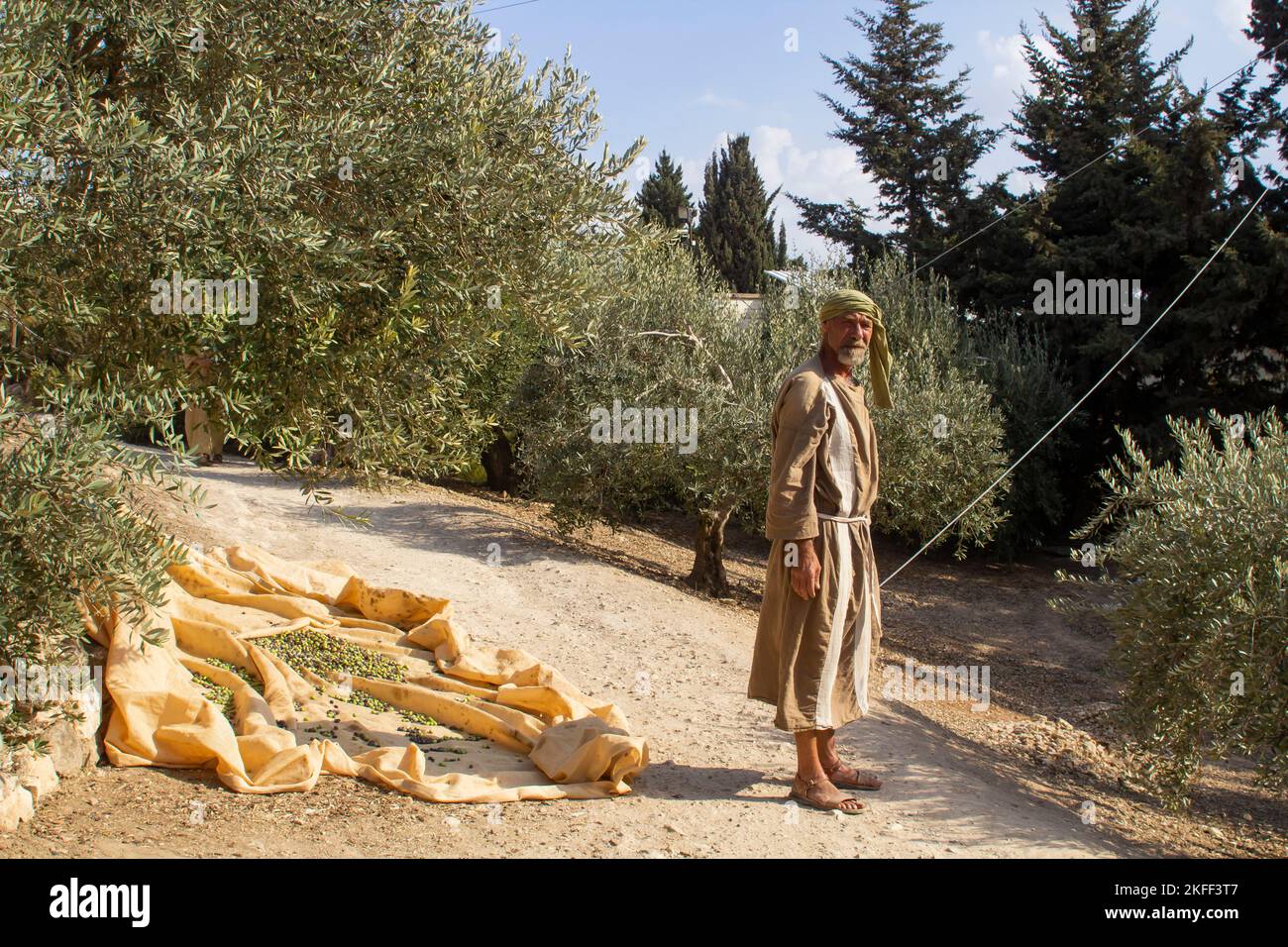 4 November 2022. A volunteer reenacting the part of a farmer harvesting olives. An ancient olive tree with a harvesting sheet and harvested olives ben Stock Photo