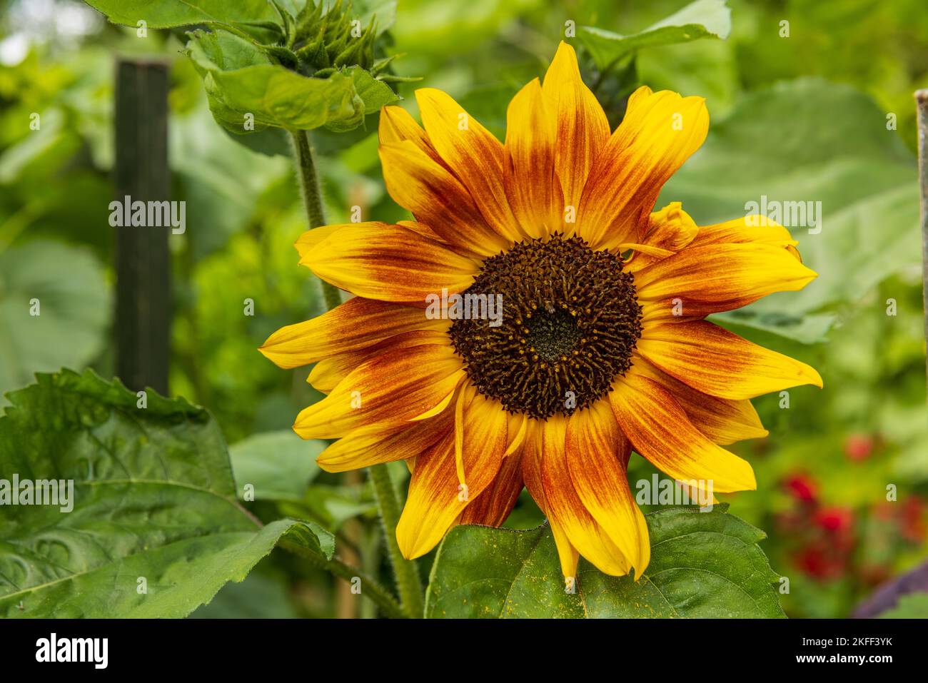 Sonnenblumen-Mix Bio-Saatgut - Ca. 50 Samen, 3 Sorten, Samenfest