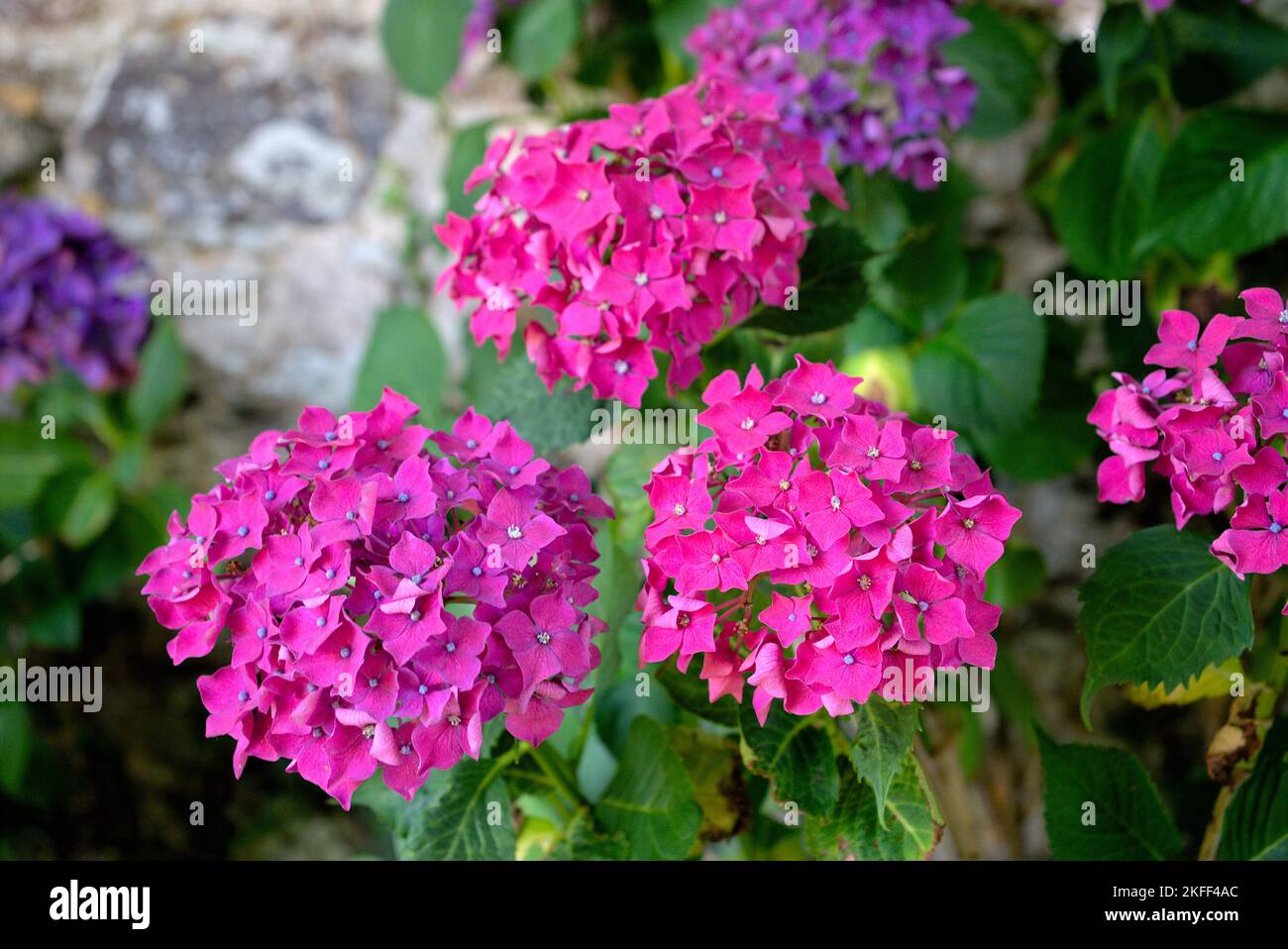 grove of pink Hydrangea flowers (Hydrangea Stock Photo - Alamy
